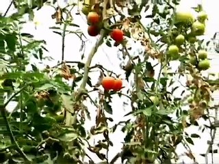 Israel Cultivates Desert Agriculture