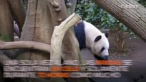 Dos pandas enamorados…muy enamorados