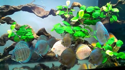 Juwel Rio 300 (350L) Discus Tank