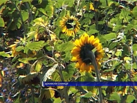 Prinos kukuruza manji za 30 do 50 odsto, 20. avgust 2015. (RTV Bor)