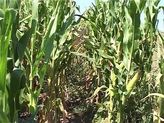 Lokalna samouprava u Negotinu podstiče organsku proizvodnju, 20. avgust 2015. (RTV Bor)