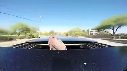 Un chien qui prend l'air