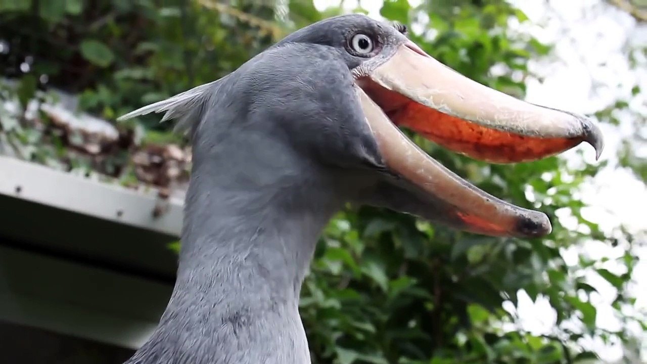shoebill   ハシビロコウ、表情いろいろ