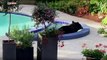 Bear chills Couple's Garden Pool