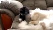 Kitten Bugs Sleeping Cat   Funny animals, comedy, dogs, cat