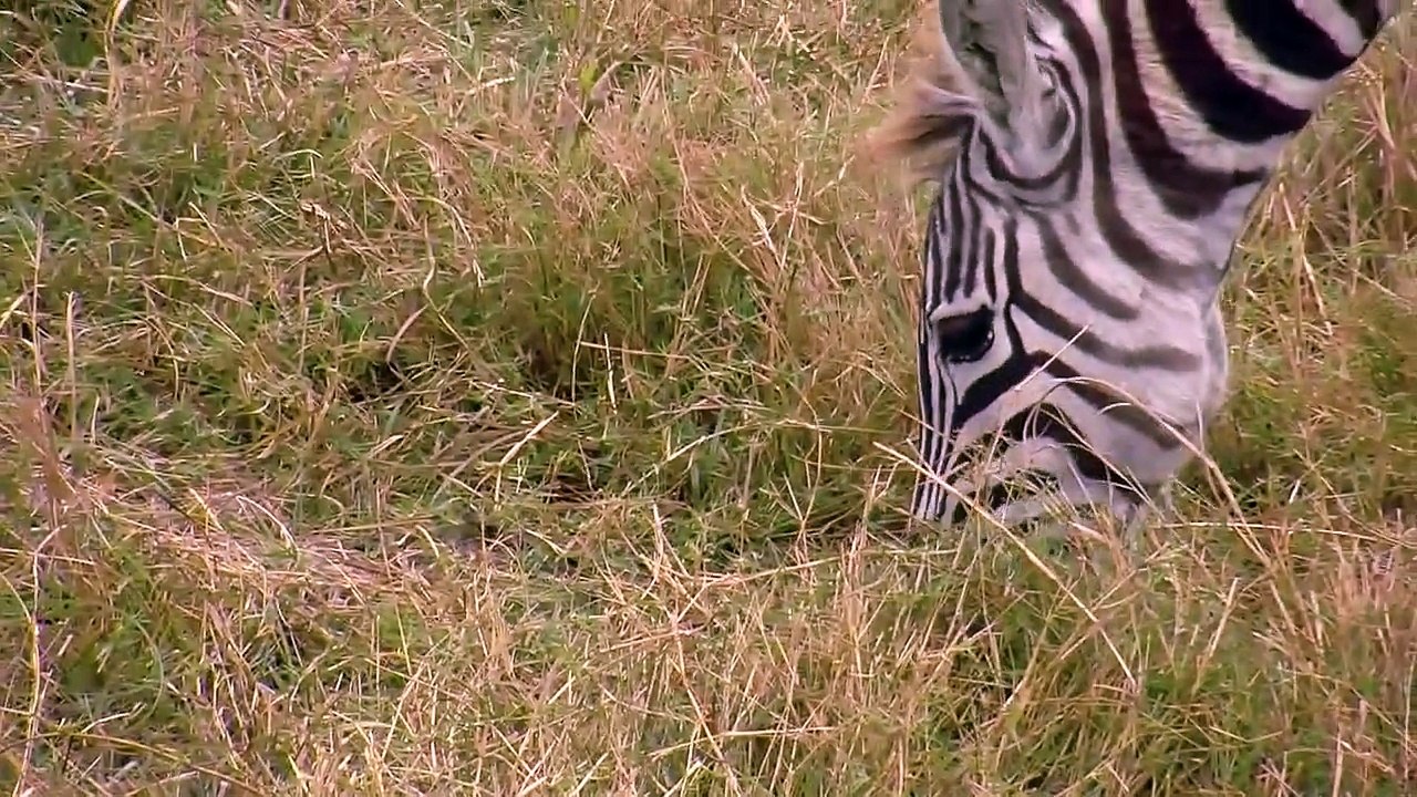 Herd of Zebra in HD