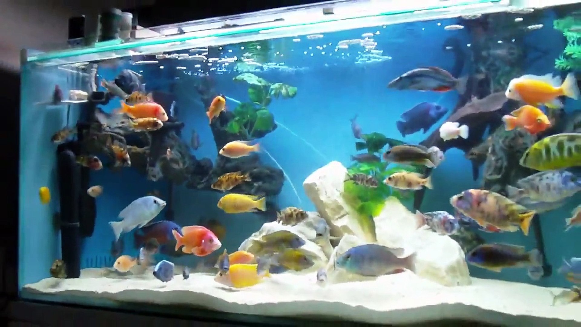 african cichlid tank
