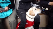 Hong Kong Guide dog Google training on HK Tram