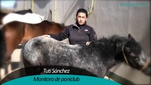 Equitación 10. Clases de ponis