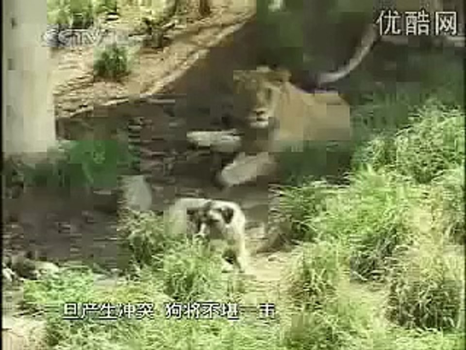Kangal ve Aslan