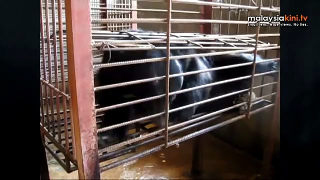 Vile farming for bear bile