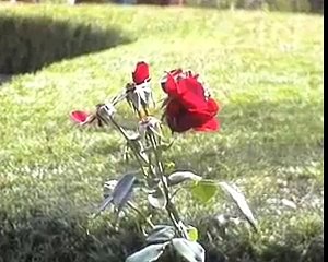 'Flower of Scotland' Lawson McLaren 1940-2006