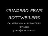 Rottweiler FBA | Criadero de cachorros Rottweiler