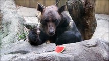 Pon the Hokkaido brown bear enjoy watermelon : エゾヒグマのポン「夏はスイカだよねぇ」＠上野動物園