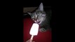 Hilarious cat eating ice cream - Freeze!!!!