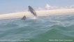 Un phoque échappe à un requin en bondissant hors de l'eau