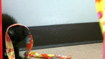 Kitten Wants To Touch String