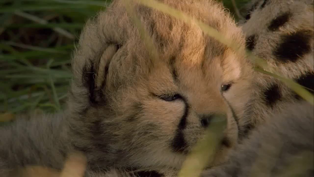 Çitaların Ceylan Avı