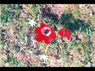 İSTANBUL AKŞAMLARI-HAYRİ ŞAHİN....