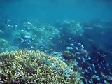 Parrotfish Mass & Shark: Snorkeling Great Barrier Reef.AVI