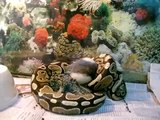 ball python feeding on a HUGE rat