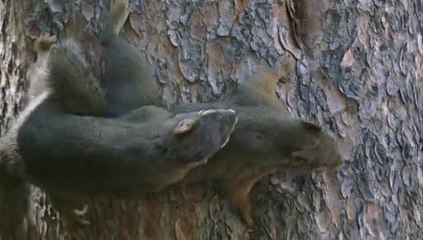 Çiftleşirken Yem Olan Sincaplar