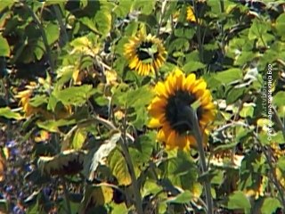 Vesti na rumunskom jeziku, 20. avgust 2015. (RTV Bor)