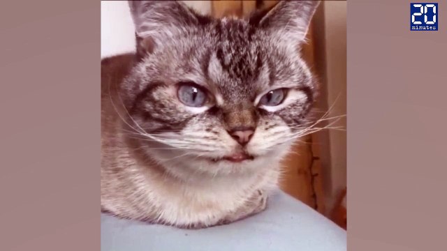 Faites la connaissance de Loki, le chat vampire !