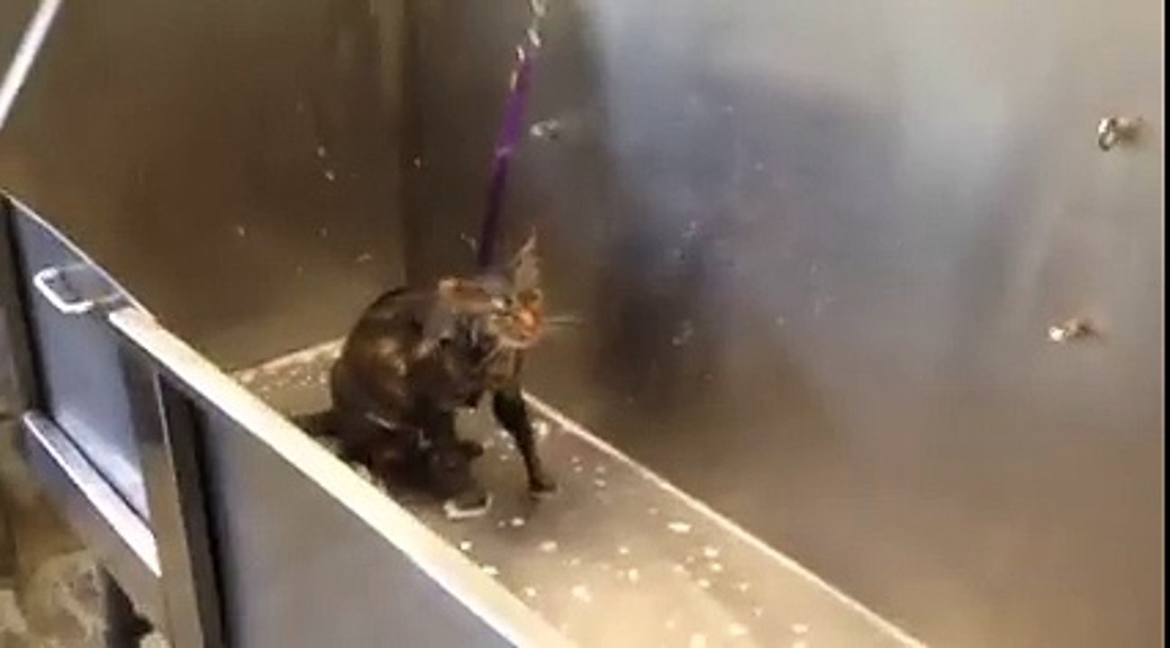 Cat saying " no more "