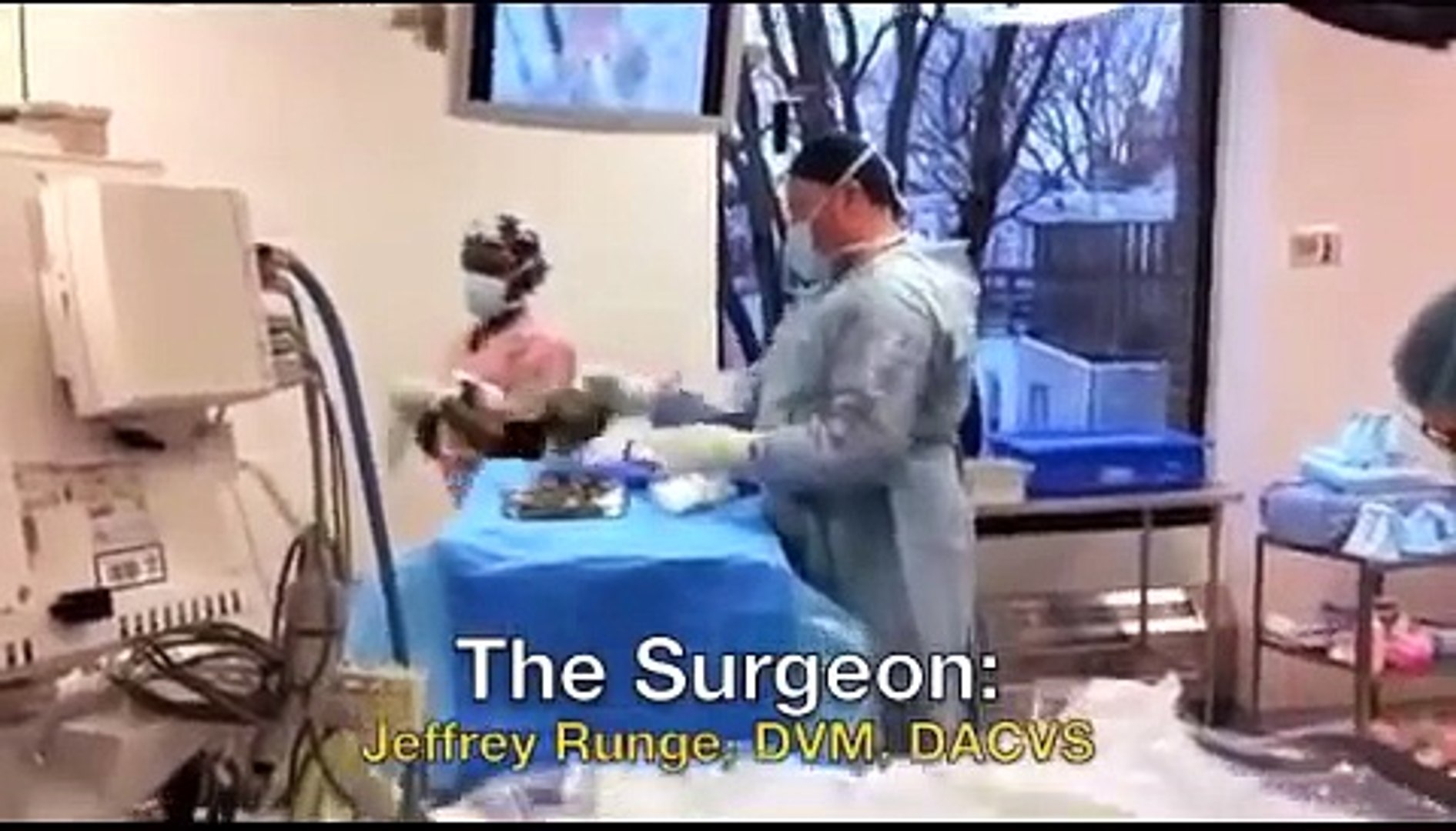 ⁣Buddy the Ferret Gets Surgery