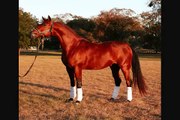 Rohara Marserati (Purebred Arabian Sport Horse Gelding *SOLD*)