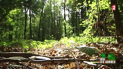 Découverte de l'ancienne forêt royale de Tronçais