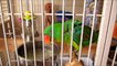 Our Pet Great Billed Parrots