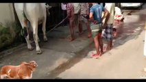 Awesome kick by Dangerous cow bakra eid