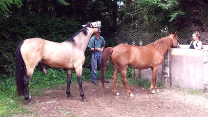 saillie de Hune du Nuirat par Umour le Briard
