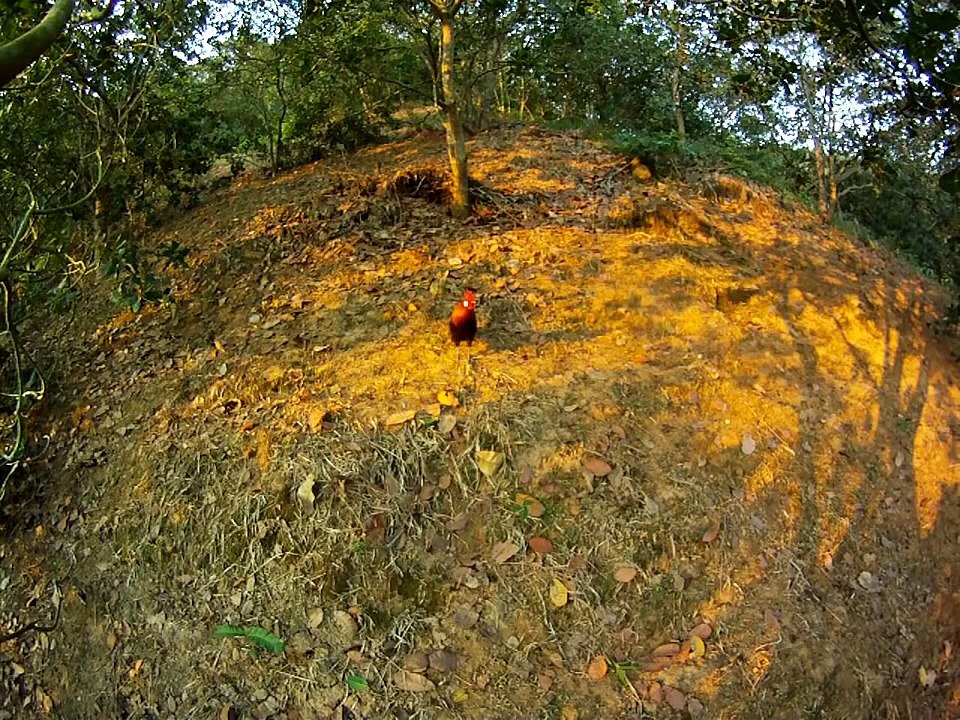 Bẫy được gà rừng đẹp mê ly