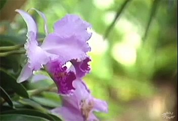 Elements of Chemistry  Carbon  The Element of Life