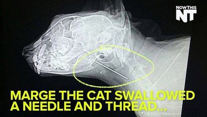 Cat Swallows Needle, Lives To Meow About It