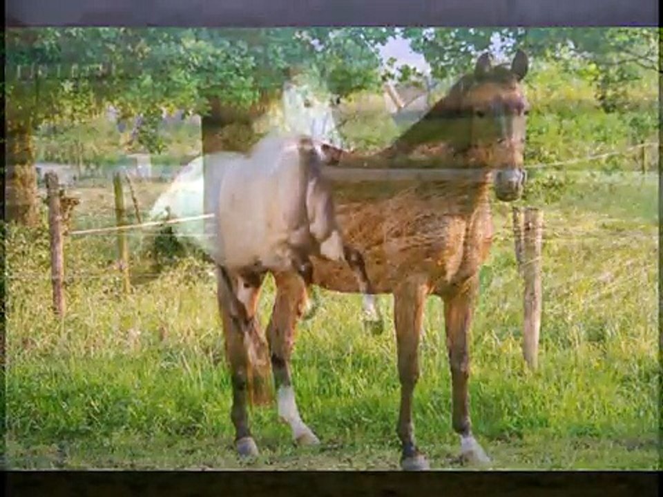 Paardenleed & paardenliefde deel2