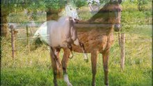 Paardenleed & paardenliefde deel2