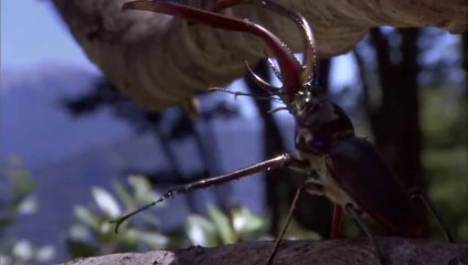 Dünyanın En Üçkağıtçı Böceği :)