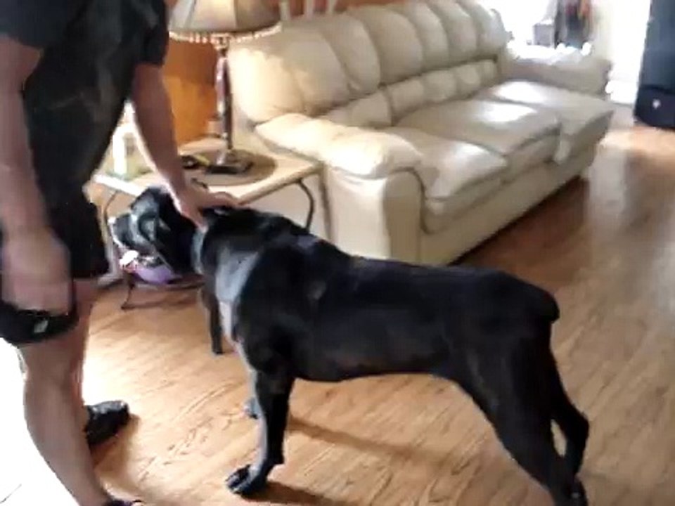 attacked by a cane corso
