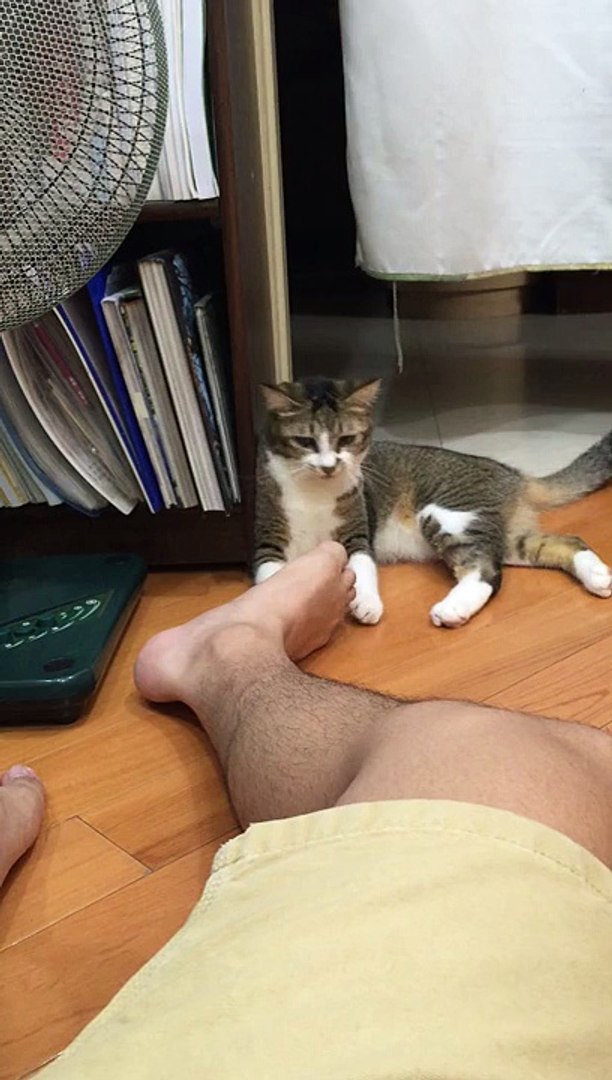Quand Un Chat Mord Le Pied De Son Maitre Video Dailymotion