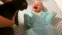 Un bébé adore le chat