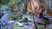 Fishing Dog Catches Salmon at River / 연어 잡는 견공의 맹활약