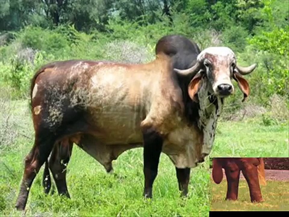 hay viene el toro (BANDA EL RECODO)