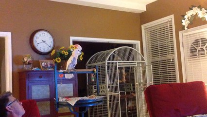 Peaches, The Cockatoo, Mimicking A Couple Arguing...Hilarious!!