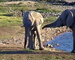 Elefanten beim Liebesspiel