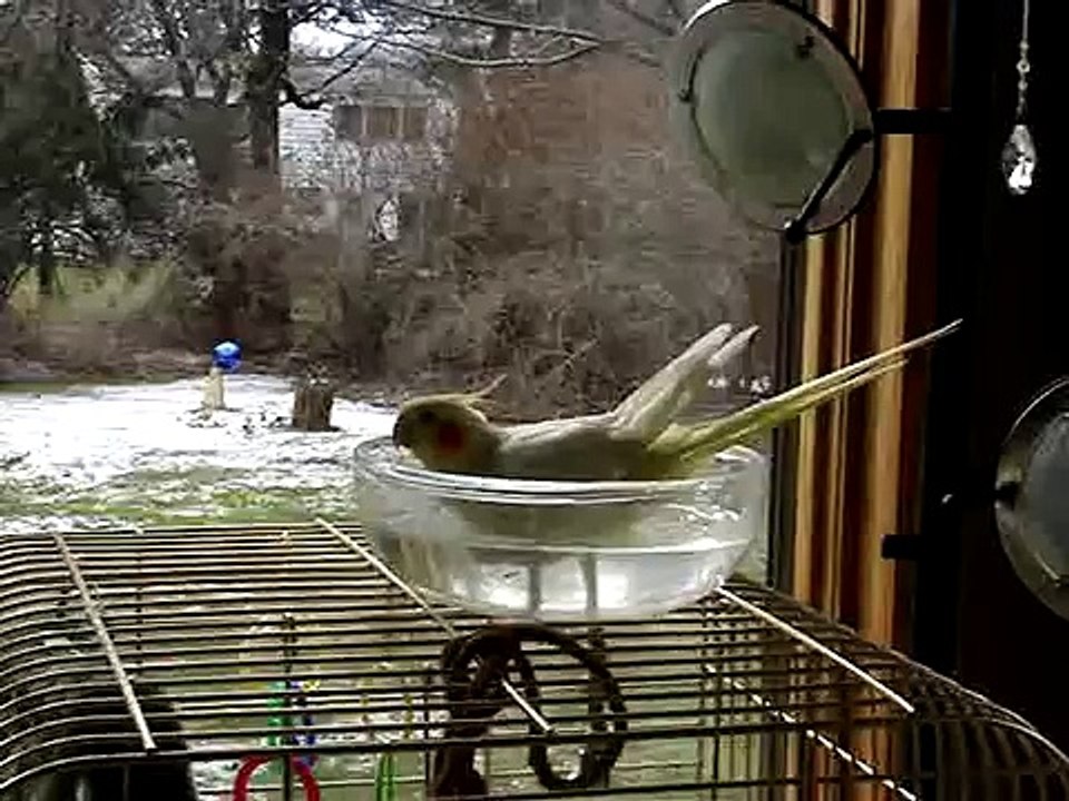 Cockatiel Isis taking bird bath
