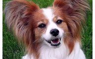 Puppy Papillon Best Dogs Vines - Cute Funny dog Videos